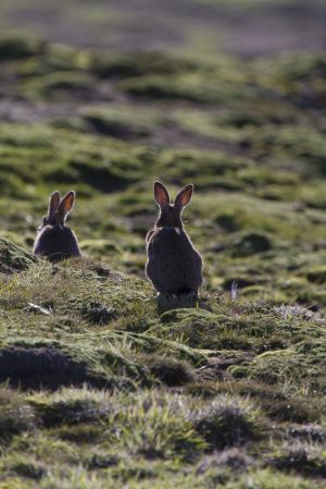 New Island, West Falklands 1011.jpg